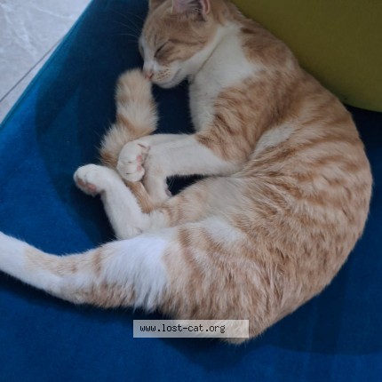 Photo 2/2 Daisy Cat lost in Durban