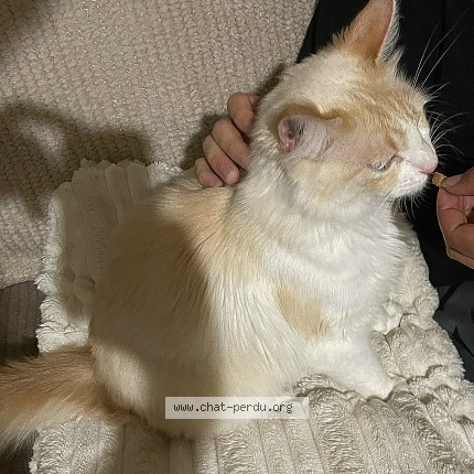 Picture of cat found at Pamiers