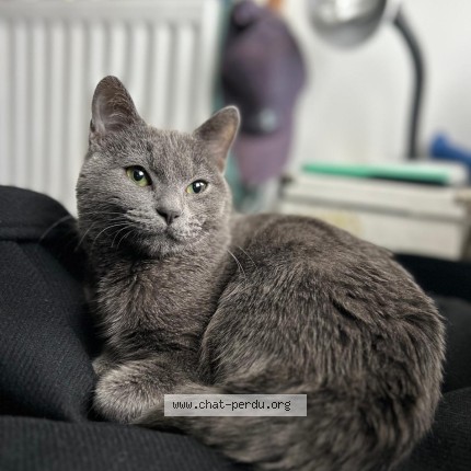Photo of a cat found in Ozoir La Ferriere