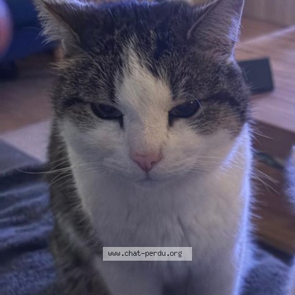 Foto 1/1 Miaouss Kat vermist in Hannut