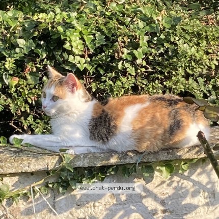 Photo of a cat found in Cucq