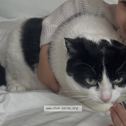 Photo 1/1 Leah Cat lost in St Laurent