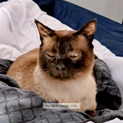 Photo of a cat found in Guilherand Granges