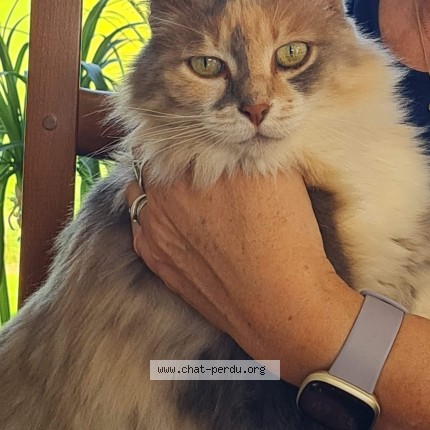 Photo of a cat found in Beuzeville La Bastille