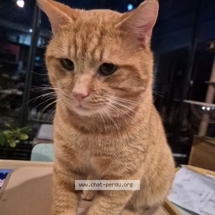 Photo of a cat found in Brunoy