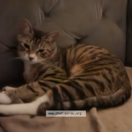 Photo of a cat found in Meze