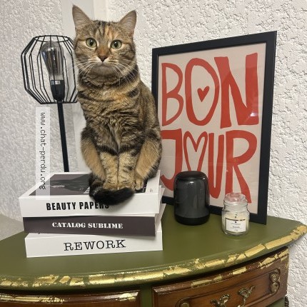 Photo of a cat found in Boissise Le Roi