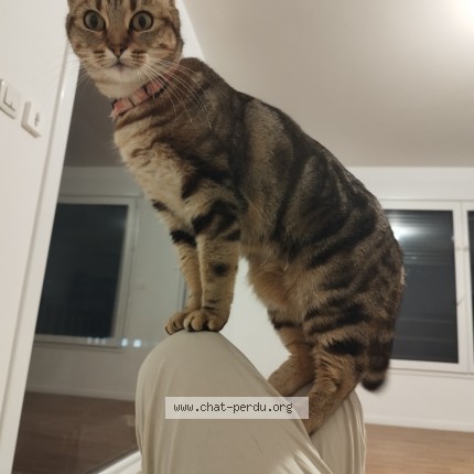 Photo of a cat found in Nantes