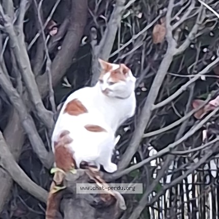 Photo of a cat found in Bretigny Sur Orge