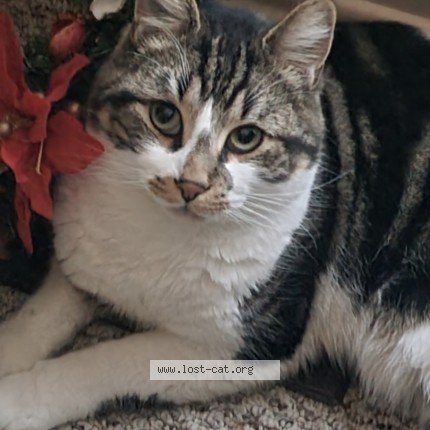 Picture of cat lost at Edson