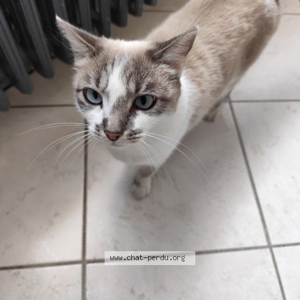 Photo of a cat found in Saint Aignan Grand Lieu