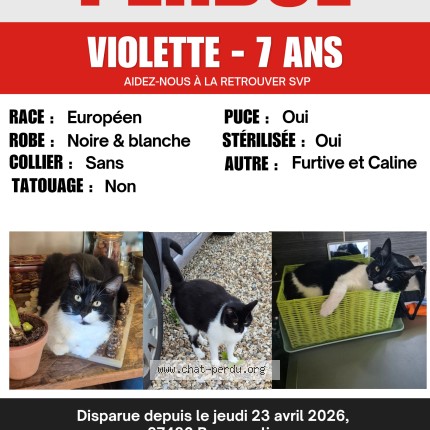Photo of a cat found in Bosquentin