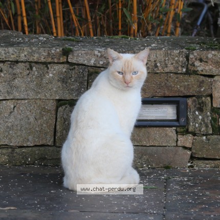 Photo of a cat found in Lombron