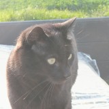 Neko