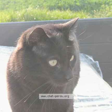 Foto di gatto smarrito a Penthaz