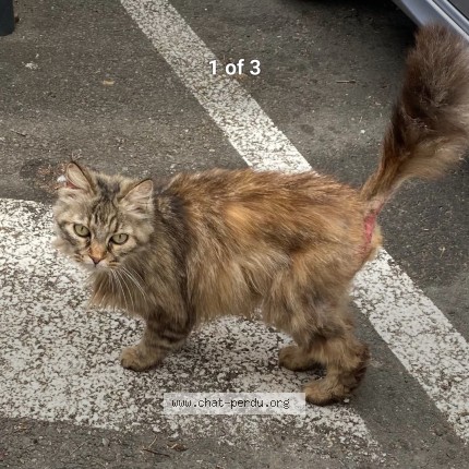 Photo of a cat found in Lezignan La Cebe