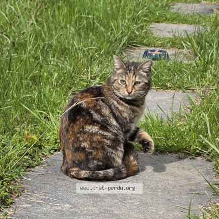 Foto 1/1 Gefundene Katze Gefunden in Chatillens