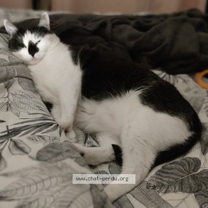 Photo of a cat found in St Cyr Sur Loire