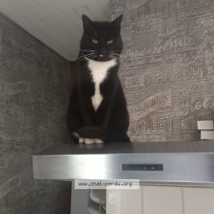 Photo of a cat found in Croix