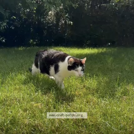 Foto di gatto smarrito a Prilly