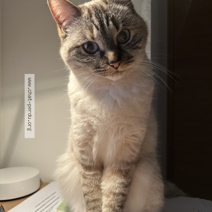 Photo of a cat found in Reze