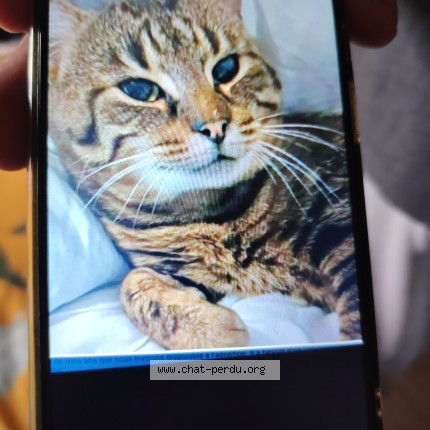 Photo of a cat found in St Pardon De Conques