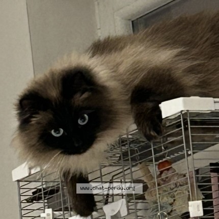 Foto 1/1 pepere Kat vermist in Binche