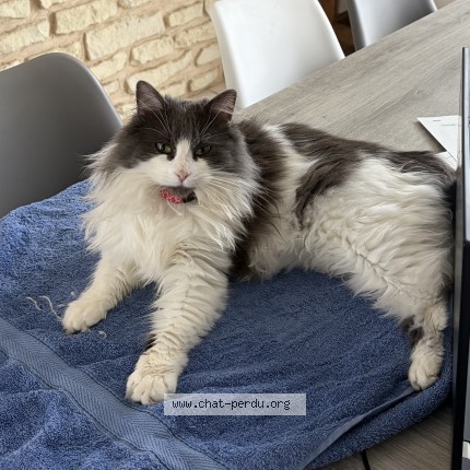 Photo of a cat found in Gueugnon