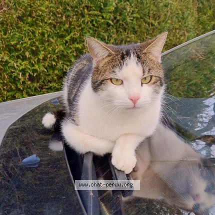Photo of a cat found in Saint Laurent Du Pont