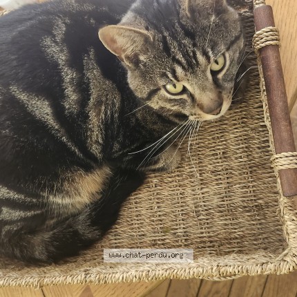 Photo 1/1 Tigrou Cat lost in Quebec