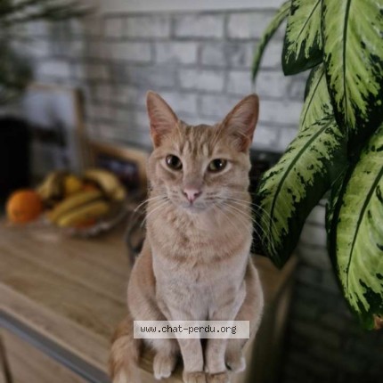 Photo of a cat found in La Chaize Le Vicomte