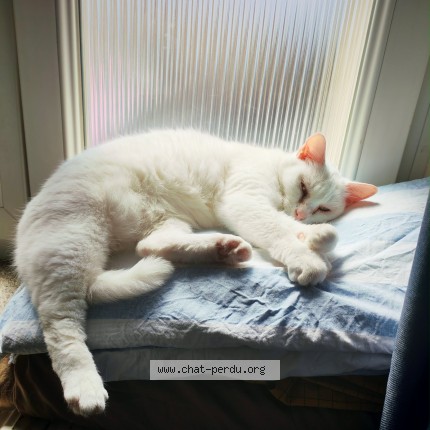 Photo of a cat found in Metz