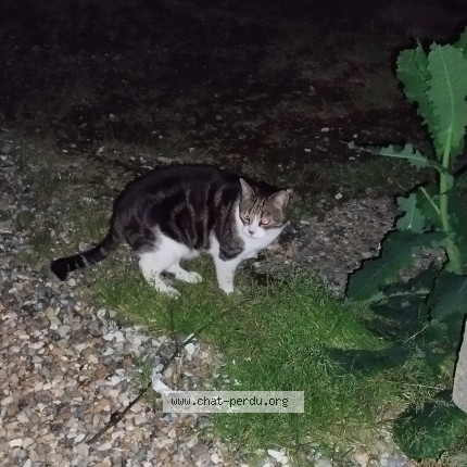 Photo of a cat found in Amiens
