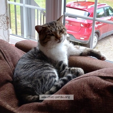 Photo 1/1 Reunited cat Lost in Saint Jean Sur Richelieu