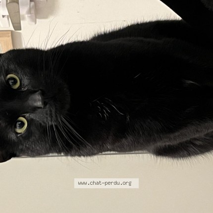 Photo 1/1 Simba Cat lost in Laval