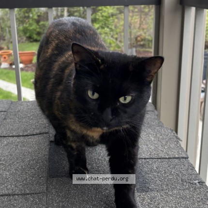 Photo 1/1 Found cat Found in Lachute