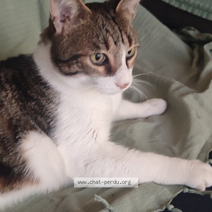 Photo of a cat found in Mesnard La Barotiere