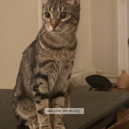 Photo of a cat found in Lyon