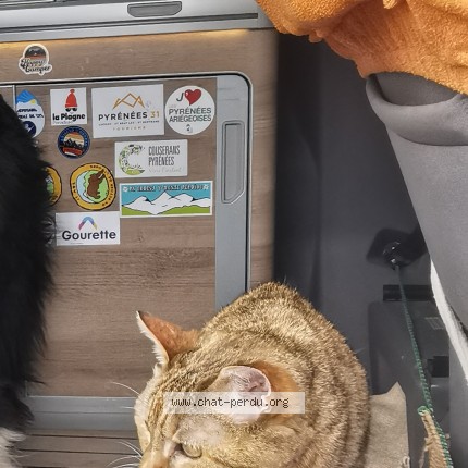 Photo of a cat found in Foret Fouesnant