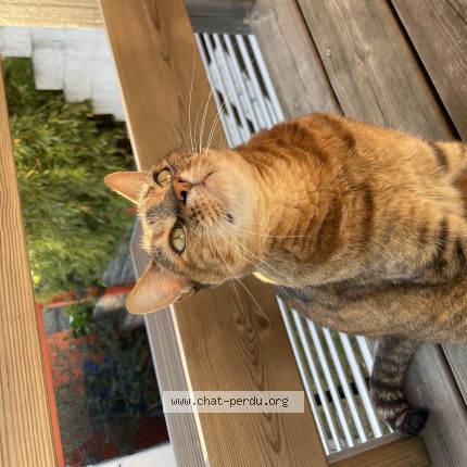 Photo of a cat found in Saint Nazaire