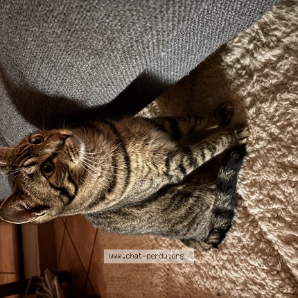 Photo of a cat found in Cagnes Sur Mer