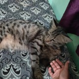 Chiki