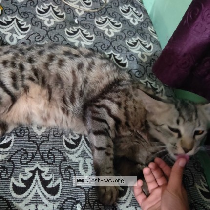 Photo 2/3 Chiki Cat lost in Nagpur