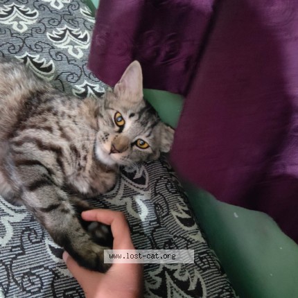 Photo 3/3 Chiki Cat lost in Nagpur