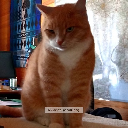 Photo of a cat found in Saint Michel