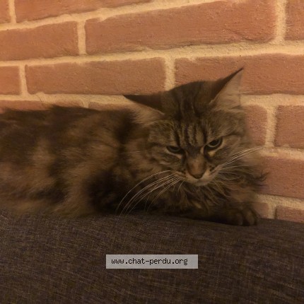 Photo of a cat found in Balma