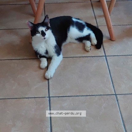 Foto 1/1 Pazu Kat vermist in Ecaussinnes