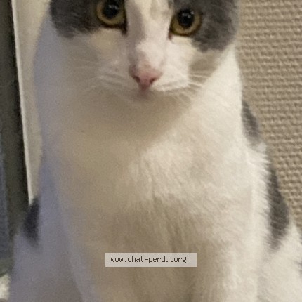 Photo of a cat found in Laval