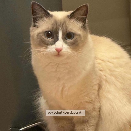 Photo of a cat found in Creteil