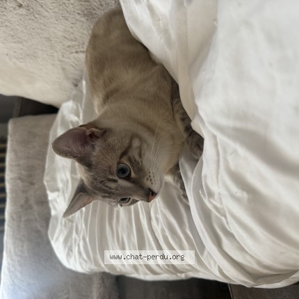 Photo of a cat found in Montaigu Vendee